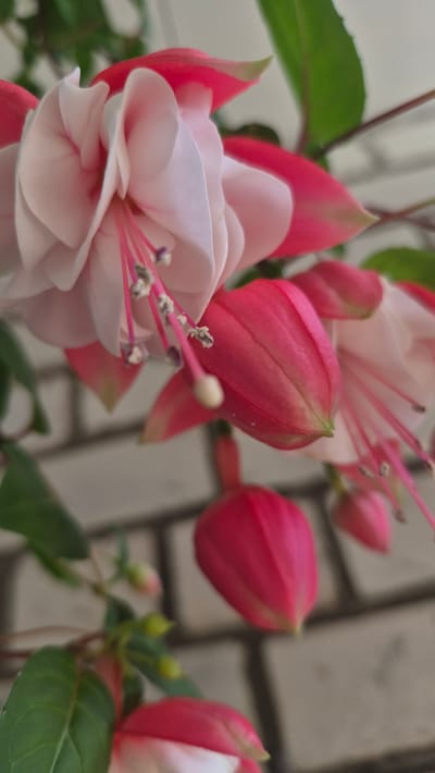 The image is a close-up, vertical shot of fuchsia flowers. The flowers are in various stages of bloom, with some fully open and others still in bud. The petals are a delicate pale pink and white, with vibrant pink sepals that form a skirt-like shape. Thin, pink stamens with dark anthers protrude from the center of the open flowers. The background is softly blurred, showing a light-colored brick wall and some green leaves. No people are visible. The scene appears to be outdoors, possibly in a garden or on a balcony. The location in Krauja, Latvia is not discernible from the image itself.