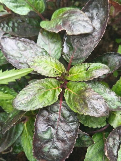 A close-up, top-down forensic view captures dense plant foliage in Munyati, Zimbabwe. The scene is dominated by numerous leaves and stems. Leaves exhibit a variable coloration ranging from dark green to deep purplish-brown, with some displaying lighter green or reddish-purple venation. Several leaves have a glossy, wet appearance, indicating the presence of water droplets on their surfaces. Small, irregular perforations are visible on multiple leaf blades, consistent with insect damage or physical abrasion. The plant's stems are distinctively reddish-purple. No people, animals, or man-made objects are present in the frame, and no discernible actions or interactions are depicted.