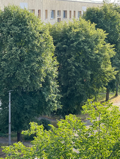 This image, taken in Burg, Germany, captures a view of a building and several trees. The building, likely an apartment complex or office building, has a light-colored facade with a row of windows. Some windows are open, revealing interiors, while others are closed and reflect the daylight.

In the foreground and mid-ground, dense green trees with full foliage dominate the scene. Sunlight filters through the leaves, creating a dappled effect and highlighting the vibrant green of the foliage. The trees are positioned in front of the building and also extend into the lower portion of the frame.

A grey lamppost is visible on the left side of the image, partially obscured by the trees. A paved path or road is visible between the trees and the building, and further back, a grassy area can be seen. The overall impression is one of an urban environment with a significant presence of mature trees, likely in a park or residential area. No people are visible in the image.