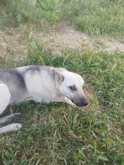 A medium-sized dog, with light-colored fur and black markings on its back, lies on its side in the grass. The dog's head is turned to the right, with its eyes open and looking slightly upward. Its front paws are resting in the grass, and its hind legs are extended behind it. The environment is a grassy area with some dry leaves and patches of bare earth. The lighting suggests it is daytime. The image does not provide specific clues about the location within Kostiantynivka, Ukraine, other than it appears to be an outdoor, possibly semi-rural or park-like setting.