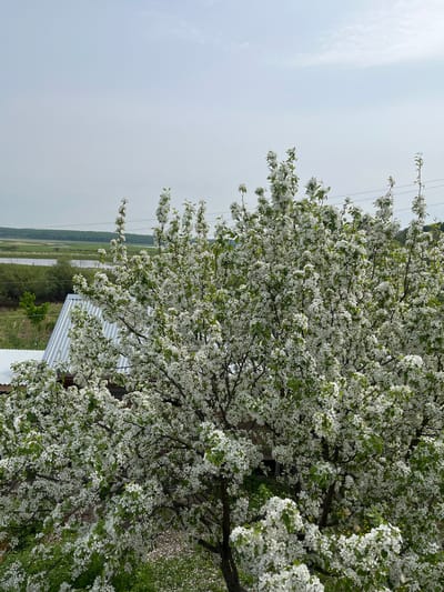 The image shows a blossoming tree with white flowers dominating the left side and center. To the right, the sky is visible. Behind the tree, partially obscured, is a building with a corrugated metal roof. In the distance, land and a body of water can be seen. The image is from Маяк, Russia.