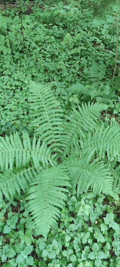 This media file captures a close-up view of a lush, green forest floor in Angelovo, Russia. The primary subjects are various types of ferns and smaller leafy ground cover plants, all thriving in what appears to be a natural woodland environment. The scene is dominated by varying shades of green, suggesting a healthy, verdant ecosystem.
There is no visible activity or event taking place; the image is a static snapshot of the forest floor. The notable details include the intricate patterns of the fern fronds, some large and prominent, others smaller and further in the background. The smaller, dense ground cover plants fill the spaces between the ferns, creating a rich tapestry of foliage. Tiny water droplets can be seen on some of the leaves, hinting at recent rain or dew, which would indicate either early morning or a humid, overcast day. The lighting appears diffused, typical of a shaded forest setting. There are no people or man-made objects, reinforcing the natural setting. The dark, rich soil is partially visible in places, peeking through the dense vegetation. The overall impression is one of natural beauty and tranquility. No text is visible in the image.