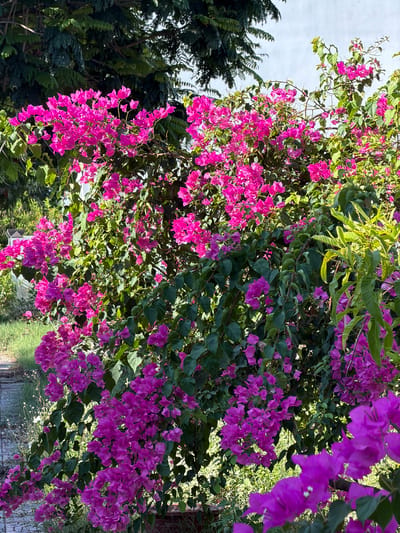A close-up, medium-shot image captures a vibrant bougainvillea shrub in full bloom, its branches laden with bright pink and purple bracts. The shrub is lush with dark green leaves and appears to be in a garden or outdoor setting, with hints of other vegetation and a white wall in the background. The lighting suggests a sunny day. The image is taken at eye-level.