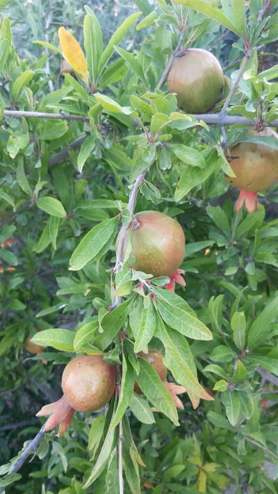 The image shows a close-up of a pomegranate tree branch with several developing fruits. The pomegranates are a greenish-brown color and are clustered among lush green leaves. Some of the fruits have the characteristic red, star-shaped calyx visible at the bottom. The branch is woody and greyish-brown, with smaller red stems supporting some of the leaves and fruits. The background is a blur of more green foliage and some lighter areas that suggest dappled sunlight. The scene is natural and appears to be outdoors. The location is Korgöz, Azerbaijan.