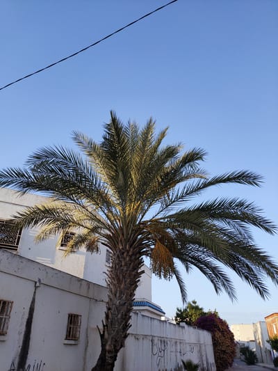 The image shows a palm tree in front of a white building under a clear blue sky. The palm tree is tall with long, green fronds. Some of its lower fronds appear dried and brown. Clusters of small, date-like fruits hang from the tree.
The building has several windows with decorative metal bars. One window on the upper floor has a patterned metal grill. A textured, off-white wall runs along the front of the building and extends to the right. There are some faint, dark marks on this wall, possibly from water damage or age. Graffiti is visible on the lower section of the wall.
To the right of the palm tree, a white wall topped with a blue-tiled trim runs horizontally across the mid-ground. Behind this wall, dense vegetation with purple and orange flowers is visible. Further in the distance, more buildings and a street can be seen, suggesting a residential or urban setting. A dark electrical wire stretches across the top of the frame.
The lighting suggests it is either early morning or late afternoon, with the sun casting shadows and highlighting the palm fronds. The clear sky indicates fair weather. There is no discernible activity or people in the image, giving it a peaceful and still atmosphere. The text visible is graffiti on the white wall, but it is not legible.