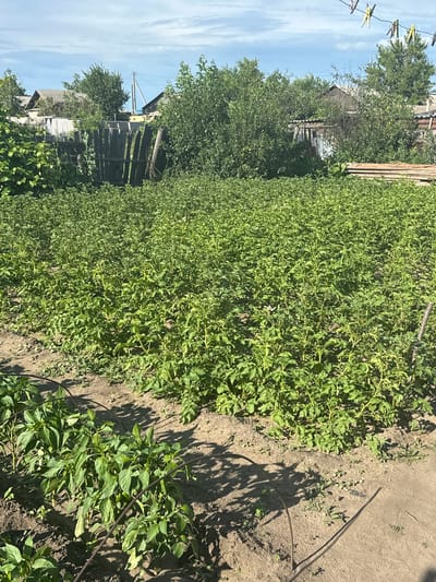 A vegetable garden under a bright, sunny sky. The garden is lush and green, with rows of leafy plants stretching into the distance. The plants are tall and dense, with many small white flowers visible among the leaves, suggesting they are in bloom or producing fruit. Some of the plants on the right side of the frame appear to be pepper plants, with broader, pointed leaves. The soil is dry and sandy, with tire tracks visible in one area. A dark hose or irrigation line runs through the garden.
In the background, a rustic wooden fence separates the garden from a small, weathered building with a corrugated metal roof. Beyond the building, trees and more vegetation create a sense of a rural or semi-rural setting. Clotheslines with yellow and blue clothespins are strung across the scene on the left, adding a domestic touch. The light and shadows indicate it is daytime, likely midday or early afternoon. The overall impression is one of a productive garden in a humble, perhaps rural, setting in Tobyl, Kazakhstan. There is no visible text in the image.