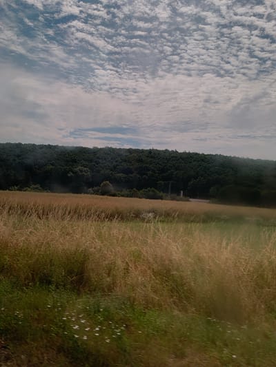The image depicts a rural landscape scene. In the foreground, there is a field of tall, golden-brown grass, with some green grass and scattered small white wildflowers visible at the bottom. Beyond this field, a dense, dark green forest stretches across a rolling hillside. The sky above is filled with a pattern of white, wispy clouds against a pale blue background. A road is faintly visible in the middle ground, winding through the trees. There are no people or animals present in the image. The scene appears to be an outdoor view, likely taken from a moving vehicle given the slight motion blur in the foreground. This scene is located in the vicinity of Weidenhausen, Germany.