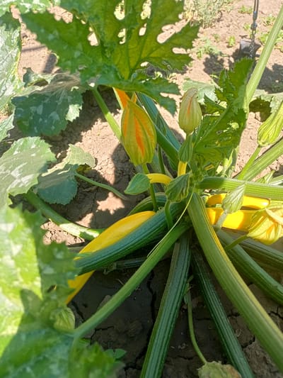 This is a close-up, eye-level, outdoor shot of a zucchini plant with developing fruits and flowers. The plant is growing in dry, cracked soil, likely in a garden. Several green zucchini fruits are visible, some elongated and ribbed, others appearing more rounded. Yellow zucchini flowers, some partially open, are also present, with orange accents at the base of the petals. Large, green zucchini leaves with serrated edges surround the fruits and flowers, some showing signs of minor damage or discoloration. The lighting suggests a sunny day, with shadows cast on the ground. The background is out of focus, showing more soil and sparse vegetation, and a dark object, possibly a garden stake with a chain attached, is partially visible. The image was taken in Salhany, Ukraine.