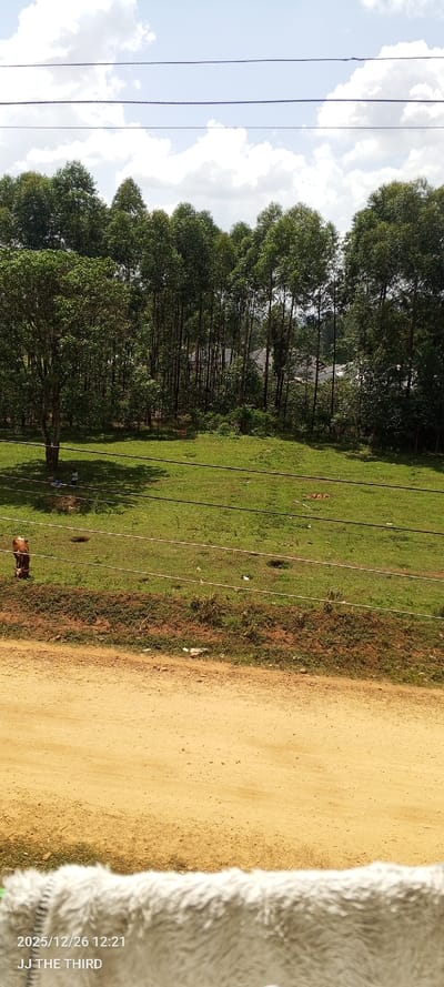 The image depicts a landscape in the city of Bogusero ward, Kenya, viewed from an elevated position. The foreground is occupied by a wide, unpaved dirt road of light brown color. Immediately beyond the road, a grassy field slopes upward. On the left side of this field, a brown and white cow with a rope around its neck is grazing. Further into the field, beneath the shade of a large, leafy tree, two individuals are present: one is seated or crouched on the ground, and the other stands nearby. Multiple thin, dark horizontal lines, consistent with wires or fencing, traverse the grassy field. Scattered small pieces of refuse are visible on the grass. The background is dominated by a dense stand of tall, slender trees, predominantly green, which obscures most distant views. Partially visible through the trees in the center-right are the reddish-brown tiled roofs of several buildings. The sky above is clear blue with scattered white cumulus clouds. A blurry, textured object, likely part of the immediate foreground, covers the bottom portion of the image, with a digital overlay showing "2025/12/26 12:21 JJ THE THIRD".