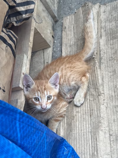 An orange tabby kitten lies on a cardboard surface next to a blue tarp and some wooden planks. The kitten is facing the camera with its body curled to the side, revealing its underside and hind legs. Its tail is raised and bushy. The background consists of rough, unpainted wooden structures and grey concrete, suggesting an outdoor or storage area. The scene appears to be located in Mayrtup, Russia, likely in an informal or utilitarian setting.