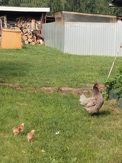In the city of Lagerevo, Russia, a hen stands on a grassy area, its plumage a mix of grey and white. To its left, three chicks are scattered across the lawn. The hen is facing right, while the chicks are facing away from the viewer. In the background, a wooden shed is visible, filled with stacked logs. To the right of the shed, a corrugated metal fence stands tall. The ground is covered in green grass, with some patches of dry earth. The scene is illuminated by natural sunlight, casting shadows on the ground. The overall impression is one of a rural farmyard setting.