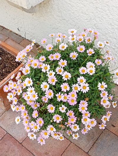 A planter filled with pink and white marguerite daisies is situated on a paved walkway adjacent to a textured, off-white wall. The planter, made of terracotta, contains dark soil and mulch. The daisies exhibit yellow centers and delicate petals. The walkway is composed of interlocking rectangular bricks in varying shades of red and gray. The scene appears to be an outdoor setting in Brannenburg, Germany.