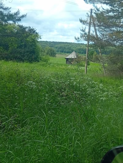 The image depicts a lush, green meadow with tall grass and wildflowers, set against a backdrop of dense, rolling hills covered in trees. A rustic, weathered wooden structure, possibly an old shed or small house with a dilapidated roof, stands in the middle ground of the field. To the right of the structure, a wooden utility pole with wires stretches upwards, partially obscured by the branches of a large pine tree. The sky above is partly cloudy, suggesting it is daytime. The overall scene evokes a sense of rural tranquility and a touch of abandonment, with the overgrowth in the meadow hinting at a lack of recent human intervention. The location cues and vegetation are consistent with a rural setting in Lithuania. No people or text are visible in the image.