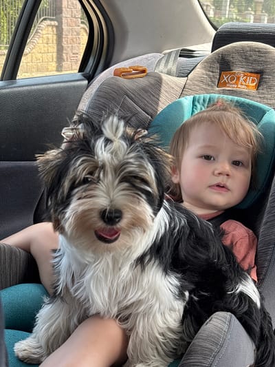 In the city of Радваніцкі сельскі Савет, Belarus, a Biewer Terrier puppy and a young child are seated in a car. The puppy, with its distinctive black, white, and tan coloring, sits in the foreground, its tongue slightly out. Behind it, the child is in a car seat, looking towards the camera with a neutral expression. The car's interior is visible, including the textured fabric of the seats and the window. An orange label with "XO KID Happy Baby" is affixed to the car seat. The lighting suggests it is daytime, with sunlight filtering in from outside.