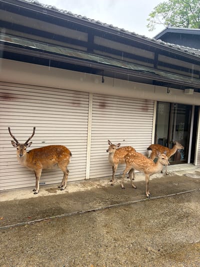 This outdoor image depicts four Sika deer (*Cervus nippon*) sheltering from rainfall under the eaves of a building in the city of Nara, Japan. The sky overhead is overcast, and rain streaks are visible against the dark roof and building facade, as well as on the wet concrete ground below.
On the far left, a mature male Sika deer with distinct brown antlers stands facing forward, looking directly towards the viewer. Its coat is reddish-brown with subtle white spotting, and it stands beside a light-colored, corrugated metal roller shutter that extends across the majority of the building's front.
To the right of the male deer, three smaller Sika deer, appearing to be females or juveniles, are positioned closer to a glass storefront door. The deer closest to the foreground has a lighter, more pronounced spotted coat and is looking to its right, out of the frame. Slightly behind and to its left, another deer of similar size and coloration is partially visible, looking generally towards the viewer. The third smaller deer is positioned further back, near the glass door, and is looking to its right.
The building features a traditional dark-tiled Japanese roof with rounded ridge tiles and a prominent dark gutter system. Below the main roofline, a dark green, slightly worn awning or protective sheet is visible. The lower section of the building consists of three light-colored, horizontally corrugated roller shutters, with the rightmost section replaced by a reflective glass door and window.
The ground is a wet, textured concrete surface with a noticeable crack or seam running horizontally across the mid-ground. Small flecks of debris or vegetation are present within this crack. In the upper right background, a portion of a tree with green foliage is visible against the grey sky, beyond the building's roofline. No human figures are present in the scene.