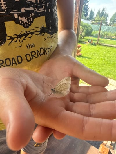 A person's open hands are presented in the foreground, holding a small, light-colored butterfly. The butterfly, positioned on the left palm, exhibits visible wing patterns and antennae. The hands are gently cupped, suggesting care and observation. In the background, a person wearing a yellow t-shirt with dark lettering is partially visible, along with a sunlit garden scene. The garden features green grass, trees, and what appears to be a fence or netting structure. The overall setting suggests an outdoor, possibly rural, environment.