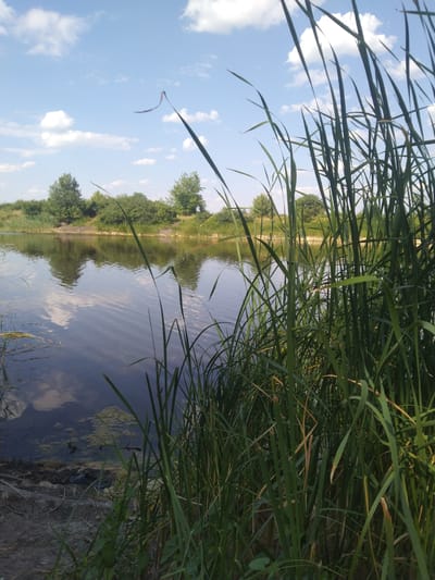 The image depicts a natural scene on a sunny day, likely in Verbky, Ukraine. In the foreground, tall, green reeds or cattails dominate the right side of the frame, their long stalks reaching towards the sky. To the left, a calm body of water reflects the blue sky and scattered white clouds, as well as the green trees and vegetation lining the opposite bank. The shoreline in the immediate foreground appears to be muddy and covered with some debris, including a black object that resembles a piece of plastic or rubber. The background consists of a line of lush green trees and bushes, with a slightly elevated embankment behind them. The overall impression is one of a peaceful, natural setting adjacent to a body of water.