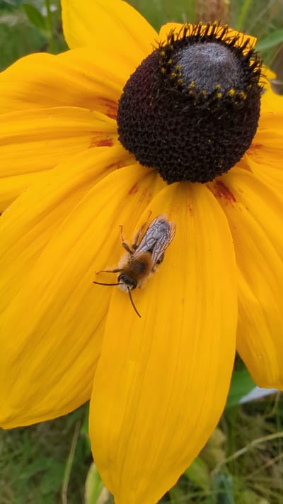 A close-up, vertical shot captures a bee on a bright yellow flower petal. The bee, light brown and fuzzy with visible wings and antennae, is positioned in the lower left quadrant of the image, facing towards the right. The flower, likely a Black-Eyed Susan, features a dark, textured center and wide, elongated yellow petals. The petals exhibit subtle lines and a few small reddish-brown marks. The background is softly blurred, revealing hints of green foliage, suggesting an outdoor setting. The scene appears to be in Voinovo-Gora, Russia.