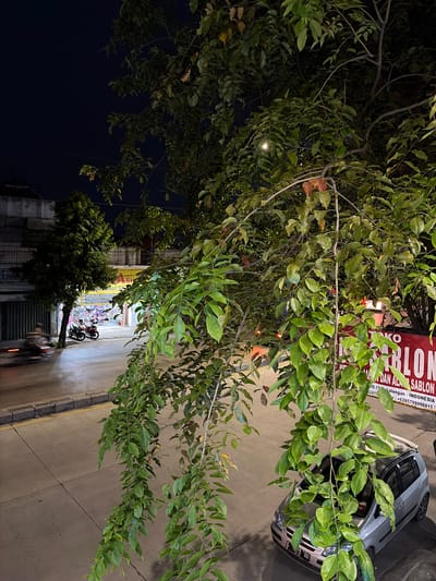 A street-level nighttime view is captured in Pekalongan, Indonesia, looking towards a store with a red sign that reads "TOKO SABLON" and "DAN ALAT SABLON". In the foreground, a tree with lush green leaves partially obscures the view. Two motorcycles are parked in front of the store, and another motorcycle is seen in motion on the left side of the image, its wheels blurred due to the long exposure. A silver car is parked on the right side of the street. The sky is dark, indicating it is nighttime, and a single light source, possibly a streetlamp, is visible within the tree canopy. The store appears to be selling custom printing services or related supplies.