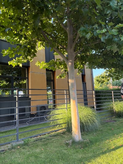 The image depicts an outdoor scene with a focus on a building and its surrounding landscape. A prominent tree with lush green leaves is on the left side of the frame, its branches reaching across the top portion of the image. The tree trunk, light brown and textured, extends diagonally from the lower left towards the center.

Behind the tree, a modern building with a light yellow facade and dark gray accents is visible. The building has multiple windows, some of which reflect the surrounding greenery and sky. A black metal fence runs horizontally across the middle and right side of the image, separating the building and its immediate surroundings from a grassy area.

On the right side of the frame, a well-maintained lawn is bathed in sunlight, suggesting it is daytime. Tall, wispy green ornamental grasses are growing near the fence, adding a touch of wildness to the manicured lawn. An air conditioning unit is visible mounted on the side of the building, peeking through the fence.

The overall scene suggests a tranquil environment, possibly a residential or commercial property in a suburban or urban setting. The lighting indicates it is likely late afternoon or early morning, with the sun casting soft shadows. There are no people visible in the frame, and the focus is on the natural and architectural elements of the location. The image has been rotated so the scene appears vertical.