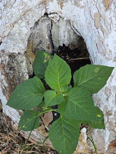 A young green plant with broad leaves grows from a hollow in the rough, cracked bark of a tree trunk. The bark is partly covered in a white substance, possibly paint. The hollow is dark and filled with soil. The surrounding ground is dry and covered with straw and a few blades of green grass. This scene is not in the city of Uygur, Uzbekistan.