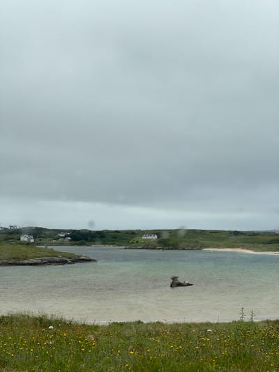 This image depicts a coastal scene in Bunbeg, Ireland, characterized by a calm body of water, a vegetated shoreline, and a distant, hilly landscape dotted with houses. The sky is overcast with heavy, gray clouds, suggesting a muted or rainy day.
In the foreground, a dense patch of green grass and wildflowers, primarily yellow and some purple, stretches across the bottom of the frame. The grass is tall and unkempt in places, with some blades swaying.
The middle ground is occupied by a body of water, appearing to be a bay or inlet. The water is a mix of light green and brown hues, with a sandy or shallow bottom visible in some areas. A small, dark object, possibly a partially submerged boat or debris, is located in the center of the water. The water's surface is mostly smooth, with gentle ripples.
Beyond the water, the shoreline is characterized by green, rolling hills. Several houses, depicted as white structures with dark roofs, are scattered across these hills. Some appear to be residential buildings, while others are smaller outbuildings. The vegetation on the hills is a mix of grass and some trees or shrubs. A sandy beach area is visible to the right of the water.
The background consists of the expansive, cloudy sky, which dominates the upper half of the image. The clouds are dense and appear to be layered, obscuring any direct sunlight. The overall atmosphere is one of a serene, somewhat melancholic, natural landscape.