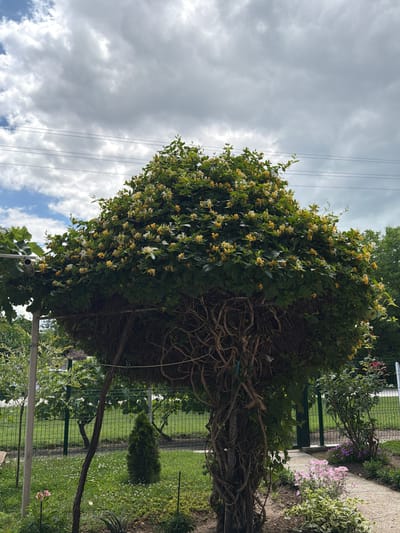 This image depicts a manicured honeysuckle tree, likely in the city of Selanovtsi, Bulgaria, displaying a dense crown of green leaves and clusters of small yellow and white flowers. The tree has a thick, twisted vine base that appears to be trained around a central support structure, creating a somewhat spherical shape. In the background, a metal fence encloses a grassy area with scattered white clover flowers and a small evergreen shrub. Beyond the fence, trees and houses are visible, suggesting a suburban or residential setting. The sky is overcast with dramatic, textured clouds. Power lines are visible in the upper portion of the image. The foreground features a concrete pathway and various low-lying plants, including pink flowers and variegated foliage. The overall scene conveys a sense of a well-maintained garden on a cloudy day.