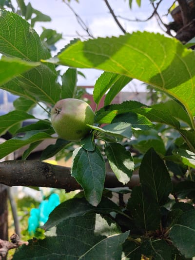 A single, unripe green apple hangs from a branch of a tree, surrounded by lush green leaves. The apple is spherical with a slightly conical shape, exhibiting a blush of pink on its upper right side where sunlight catches it. Its stem is visible, connecting it to the branch. The tree's dark brown bark is textured and gnarly, providing a stark contrast to the vibrant foliage. The background is a blur of greens and browns, with hints of a pale blue sky peeking through the leaves. In the distance, a bright turquoise object, possibly plastic sheeting, is partially visible, adding an unexpected splash of color to the natural scene. The image appears to have been taken outdoors in a natural setting, likely a garden or orchard, within the city of Кашка-Суу, Kyrgyzstan.