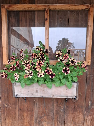 A planter box overflowing with striped petunias is attached to a wooden wall next to a rustic wooden window frame. The petunias have dark purple and cream-yellow stripes radiating from a dark purple center. The planter box is made of light-colored wood and is affixed to the dark brown wooden planks of the wall with black metal brackets. The window has a wooden frame and a glass pane that reflects the sky and trees outside, as well as a building with a slanted roof. The scene appears to be outdoors, possibly a garden or the side of a building. The natural light suggests it could be daytime. No people are visible in the image, and no text is present. The overall impression is one of rustic charm and natural beauty.