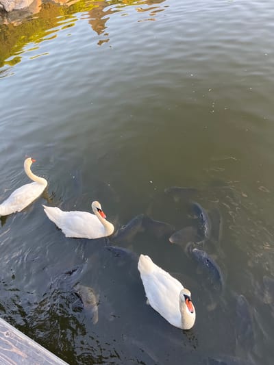 In Bohdanivka, Ukraine, a body of water, likely a pond or lake, is depicted with ripples and reflections of trees and sky. Several white swans are swimming on the surface. The water is dark and appears to be populated by numerous carp swimming beneath the swans. One swan is in the foreground, facing right, with its head turned to look forward. Another swan is to its left and slightly behind, facing left with its neck curved. A third swan is in the upper left portion of the frame, also facing left. The presence of carp and swans suggests a managed aquatic environment, possibly a park or recreational area. The lighting suggests it is daytime, with warm light casting reflections. A wooden structure, possibly part of a dock or walkway, is visible in the lower left corner.