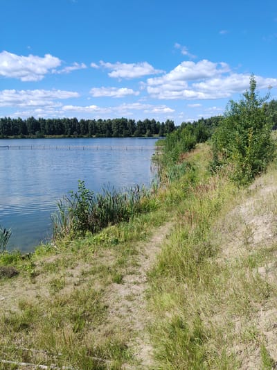 The image depicts a scenic view of a body of water, likely a lake or a reservoir, under a bright blue sky with scattered white clouds. A line of dense green trees forms a distant treeline along the far bank of the water. In the foreground, a sandy embankment is covered with dry grass and some greener patches of vegetation, suggesting a natural, undeveloped area. The water itself is calm with gentle ripples on its surface, and a floating barrier of buoys or markers is visible stretching across it. The overall impression is one of a tranquil, outdoor environment, possibly a recreational spot. The location is specified as Sosnovyy Bor, Russia, which is known for its natural landscapes and proximity to the Gulf of Finland, often featuring similar bodies of water and forested areas.