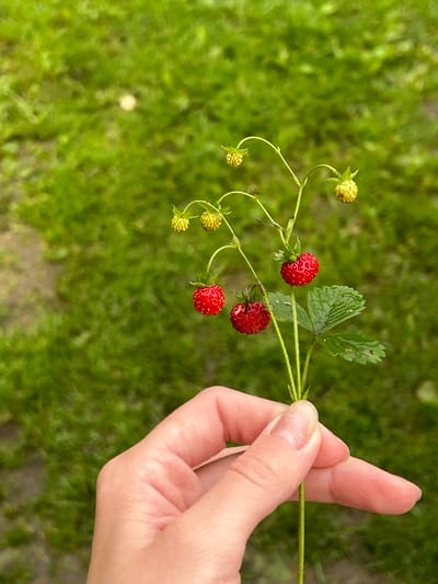 The image features a person's hand gently holding a wild strawberry plant against a blurred green background of grass. The hand, with a light complexion and a subtly sparkling nail polish, is positioned on the right side of the frame. The index finger and thumb are pinching the stem of the plant, supporting it.
The wild strawberry plant itself is the central object. It displays a few ripe, small, red strawberries, each with visible seeds on its surface. Alongside the red berries, there are several immature, yellowish-green fruits and a small, green leaf with serrated edges. The plant appears delicate, with thin, winding stems.
The background is a soft-focus view of green grass, suggesting an outdoor setting. The lighting appears natural, consistent with daytime. There are no visible text elements in the image. The overall impression is one of simple appreciation for nature, possibly in a rural or garden environment in Азинский, Russia. The focus is on the small details of the wild strawberries and the gentle interaction of the hand with the plant.