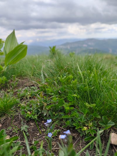 The image depicts a low-angle natural landscape scene captured in Sedlačka gora, Montenegro. The immediate foreground is sharply in focus, showcasing dark brown soil interspersed with various green plant life. Dominant elements in the foreground include dense, vibrant green grass blades and several small, broad-leafed plants. Two small blue flowers with yellow centers, consistent with *Myosotis* species, are visible in the lower center-right, one clearly defined and another slightly blurred. On the far left, two large, ovate, light green leaves of an unidentified plant are also in sharp focus. The midground transitions into an expanse of blurred green vegetation. The background is composed of multiple layers of soft, blue-green mountain ranges, heavily blurred due to a shallow depth of field. Above the mountains, an overcast sky with numerous grey and white clouds indicates diffused daylight conditions. No human figures, animals, or artificial structures are present. No actions are depicted.