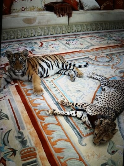 The image shows two young wild cats, a tiger and a cheetah, lying on an ornate carpet. The tiger is on the left, facing the camera with its front paws extended. The cheetah is on the right, lying on its side with its head turned away from the camera. Both animals appear to be relaxed and comfortable. The carpet has a complex pattern with intricate designs in shades of cream, orange, and blue. In the background, there is a cushioned seating area with several pillows. The overall scene suggests a luxurious and possibly exotic indoor setting. There is no visible indication of the location being in Golbembal, Nigeria.