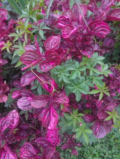 The image displays a dense, close-up view of intertwined plant foliage in Kladno, Czechia. The scene is dominated by a plant with ovate to lanceolate leaves exhibiting a primary coloration of dark magenta to fuchsia, accentuated by distinct lighter pink venation forming a striped pattern. Interspersed among these are plants featuring bright green, palmate leaves, typically composed of five to seven radiating leaflets. Minor patches of darker green foliage or ground cover are visible at the lower and peripheral edges of the frame. No human subjects, artificial objects, or specific actions are depicted; the scene is entirely botanical, focusing on the interwoven plant life.