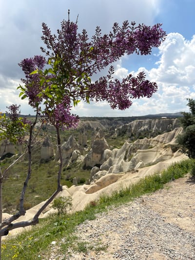 The image displays a scenic view of a natural landscape, rotated 90 degrees counter-clockwise from its likely original orientation. In the prominent left foreground, a vibrant lilac bush or small tree is in full bloom, featuring abundant clusters of purple flowers and fresh green leaves. Its branches extend upwards and across the lower left section of the frame.

To the right of the lilac and stretching into the background is an expansive and distinctive geological formation, characteristic of Göreme, Turkey. This landscape is composed of light-colored, eroded rock formations, likely the famous fairy chimneys and valleys of Cappadocia. The terrain is rugged and undulating, with visible layers and shapes formed by natural erosion. Scattered patches of green vegetation are visible throughout this rocky expanse.

The upper-left portion of the image is dominated by a bright sky, featuring large, fluffy white clouds against a clear blue background, indicating a sunny daytime setting. Along the top-right edge, a gravel path runs horizontally, bordered by a strip of green grass and small plants.

There are no people or specific activities depicted in the scene, which captures the serene beauty of the natural environment. No visible text is present.