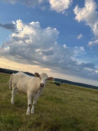 A white cow stands in a grassy field in Beltershain, Germany. The cow is facing the camera and looking directly at it. The field is green and lush, with some dry patches. In the background, there are rolling hills with trees and wind turbines. The sky is blue with some fluffy white clouds. A green trailer is parked in the field behind the cow. The scene is lit by the warm, golden light of the setting sun.