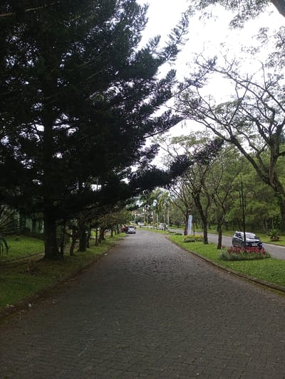 A paved road stretches through a park-like setting. Lush green grass flanks either side, dotted with trees. A large evergreen tree dominates the left foreground. Further down the road, parked cars are visible. Various trees line the pathway, some with bare branches. A cloudy sky is visible above the trees.