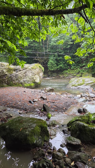 The image depicts a natural scene of a flowing riverbank in Chakvistavi, Georgia. The foreground features a rocky shore with moss-covered boulders and fallen leaves. A small stream runs through the rocks, reflecting the overcast sky. In the middle ground, the river widens, its water appearing murky and calm. On the left bank, a large, moss-covered boulder dominates the scene. The background reveals a lush, dense forest with tall trees, their leaves illuminated by natural light. Overhead, tree branches with vibrant green leaves hang down, partially obscuring the view of the forest and a thin wire stretching across the scene. The overall atmosphere is one of serene, natural beauty, likely captured on a damp or rainy day given the wet appearance of the rocks and foliage. There are no people or animals visible in the image.