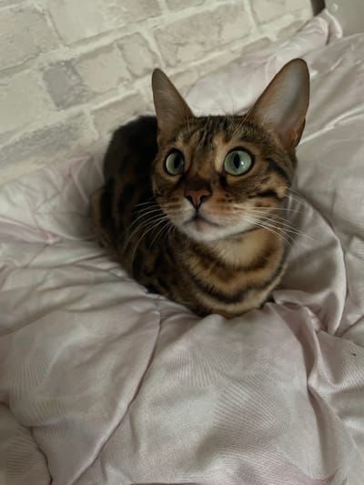 A Bengal cat with striking green eyes is curled up on a pink blanket. The cat has distinct tabby markings on its fur. The background appears to be a brick-patterned wallpaper. The image was taken indoors. There is no information about the location of Kamyshlov, Russia.