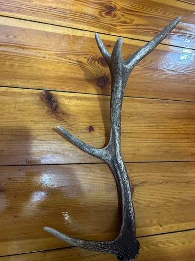 An antler is lying diagonally on a wooden floor. The antler is greyish-brown with lighter patches and has several points. The wooden floor is made of planks running horizontally across the image and has a glossy finish. The lighting suggests an indoor environment, possibly a room. No people or animals are present in the scene.
