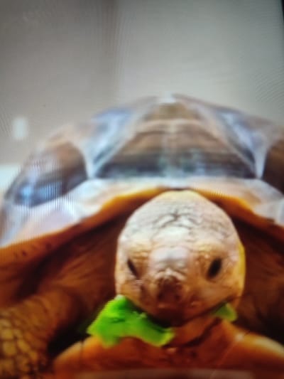 A close-up shot reveals a tortoise with tan skin and a textured head, munching on a bright green leaf. Its dark eyes are visible, and its shell is a blurry brown and tan. The background is a soft, out-of-focus gray, highlighting the tortoise as the central focus.