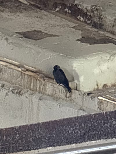 A small, dark bird is perched on a ledge under an overhang. The bird is facing to the left, with its head slightly down. The ledge appears to be made of concrete and is stained and worn. Behind the bird, the overhang is also concrete, with some patches of discoloration. The overall environment appears to be an outdoor, possibly urban setting, given the presence of concrete structures that resemble architectural elements such as a bridge or building. The image is slightly blurry, suggesting it may have been taken from a distance or with a handheld camera. The lighting is dim, casting shadows and obscuring some details. No specific location in Ves', Russia can be determined from the visual information provided.