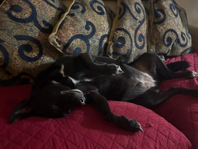 A black dog lies on its back on a red quilted couch. Its front paws are curled up near its chest, and its rear legs are outstretched. The dog appears relaxed, with its head tilted and eyes partially open. Three pillows with a swirling pattern provide a backdrop to the scene. The couch has a tufted design.