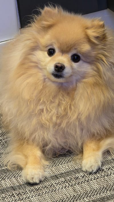 The image shows a close-up, portrait-style photograph of a fluffy, light-brown Pomeranian dog sitting on a textured, grey rug. The dog is facing the camera with its head slightly tilted. It has large, dark eyes and a small black nose. Its fur is abundant and covers most of its body, giving it a rounded appearance. The background is out of focus, but appears to be a dark wall or surface. There are no people visible in the image. The location is identified as Verkhnekazymsky, Russia, however, the image itself does not contain any visual elements that would indicate this specific location.