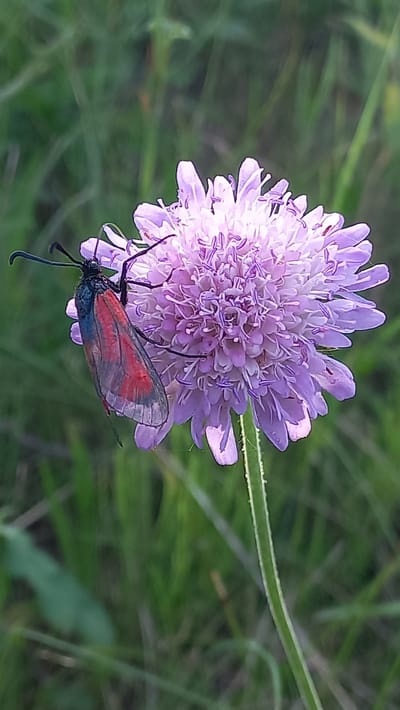 A close-up, eye-level shot captures a Six-spot burnet moth (Zygaena filipendulae) resting on a pale purple flower. The moth is positioned on the left side of the flower, its black body and red and blue wings clearly visible. The flower, likely a species of scabious, displays a dense, spherical head of delicate petals. The background consists of a blurred field of green grass, suggesting an outdoor setting in a rural or natural environment. The lighting indicates it is daytime, with soft sunlight illuminating the scene. The image does not contain any elements related to the city of Стрэшынскі сельскі Савет, Belarus.