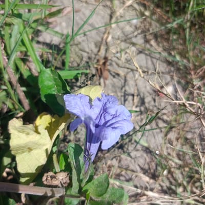 A close-up, overhead shot captures a single, vibrant purple flower blooming amidst dry grass and dirt in Keutapang, Indonesia. The flower, with its delicate, crinkled petals, is the focal point, positioned slightly off-center to the right. Surrounding it, a mix of green leaves and dry, brown vegetation creates a naturalistic backdrop. The ground appears to be a mixture of soil and small stones, with dappled sunlight casting shadows across the scene. The image is taken at a moderate distance, allowing for a detailed view of the flower's texture and the surrounding environment.