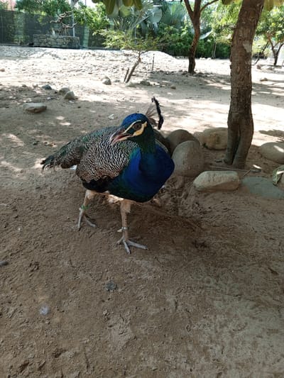 A peacock stands on sandy ground in a fenced enclosure under a tree. The peacock's body is partially obscured by shadow. It has iridescent blue and green plumage, and a crest of feathers on its head. Its legs are visible, with a green band on one leg and a silver band on the other. The enclosure has a gravelly ground, rocks, and vegetation. The background shows a chain-link fence and trees. The image appears to have been taken in Phước Hải, Vietnam, possibly at a zoo or park.