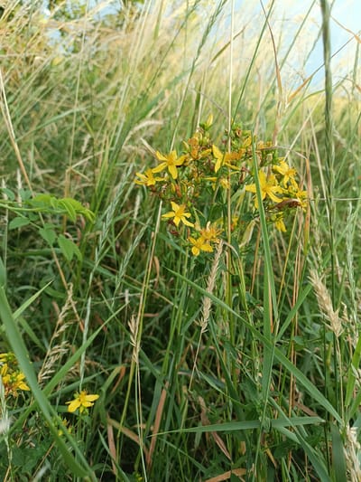 A close-up, low-angle shot captures a cluster of small yellow wildflowers blooming amidst tall, green grass and straw-like stalks. The flowers, which appear to be St. John's Wort, are in various stages of bloom, with some fully open and others still in bud. The background is filled with a blur of green and brown vegetation, suggesting a natural, outdoor setting. The sky is visible in the upper portion of the image, appearing bright and possibly hazy. There are no people or animals present in the scene. The image appears to have been taken in Gartz (Oder), Germany, likely in a meadow or field during the warmer months.