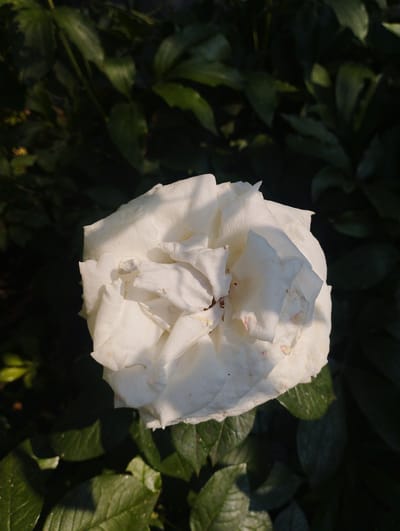 A close-up, high-angle shot captures a single, large white rose in full bloom. The rose is positioned slightly off-center to the right, with its petals softly unfurled. The petals display subtle variations in texture and shade, with some areas appearing almost translucent and others bearing faint pinkish tinges and small, dark speckles. Sunlight catches the edges of the petals, creating highlights and casting soft shadows within the bloom.
The rose is set against a backdrop of dark green foliage. The leaves are lush and appear slightly wet, with some catching the light and others receding into shadow. The overall impression is one of a serene natural setting, likely a garden. The image does not contain any information or visual cues that would allow for the determination of its location in Baryshivka, Ukraine, or any specific city. There are no people, actions, or interactions depicted.